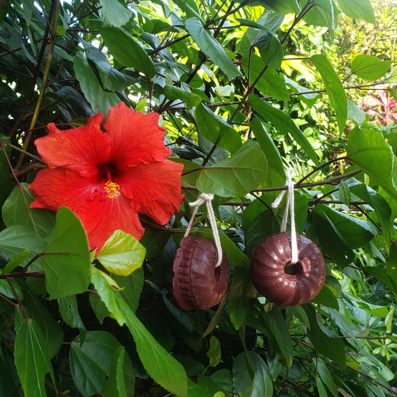 Shampoing solide hibiscus - cheveux Normaux à secs